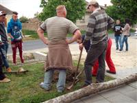 M�jusfa �ll�t�s 2015.
