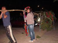 M�jusfa �ll�t�s 2015.