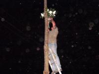 M�jusfa �ll�t�s 2015.
