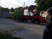 M�jusfa �ll�t�s 2016.